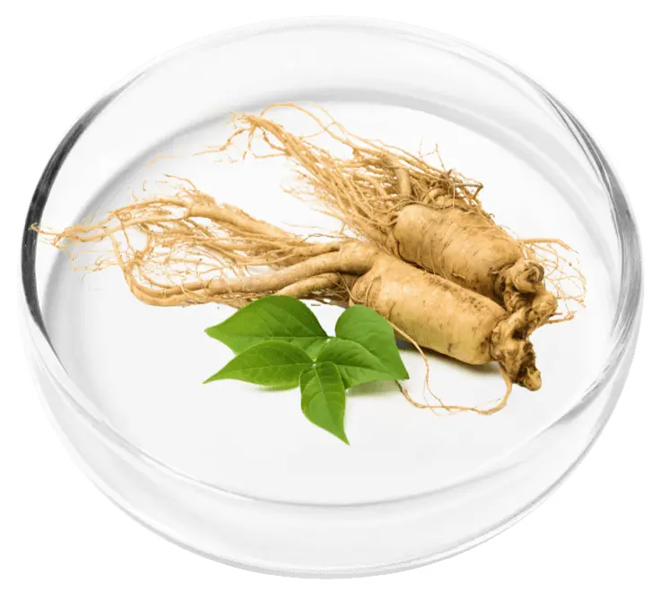 Ginseng Korean
