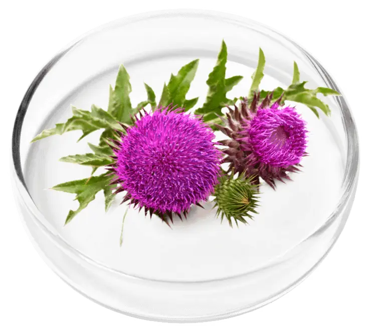 Milk Thistle