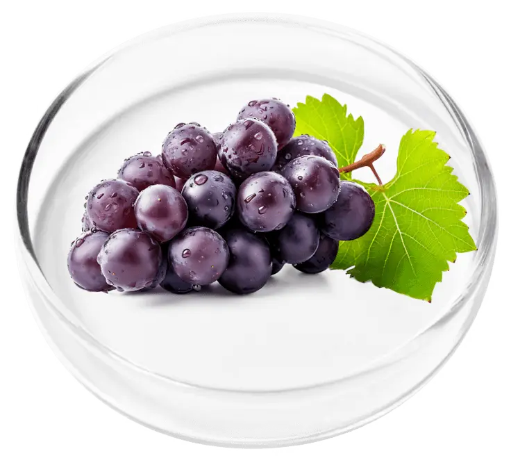 Resveratrol